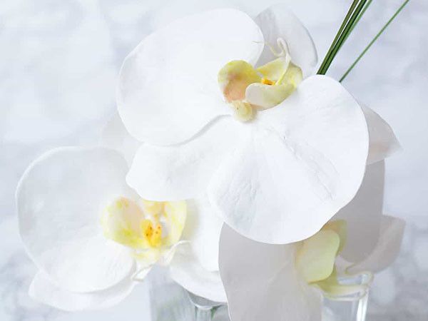 FLYMEeJP's tweet photo. ファレノプシス(胡蝶蘭)の花言葉は「清純・幸福が飛んでくる」。 白い花とリーフでまとめたすっきりとした色合いは、上品にその場の雰囲気を華やかにします。
https://t.co/XEDoxosJ9S
#EMILIOROBBA #アートフラワー #クリスマスプレゼント https://t.co/S4SF9FMtuI