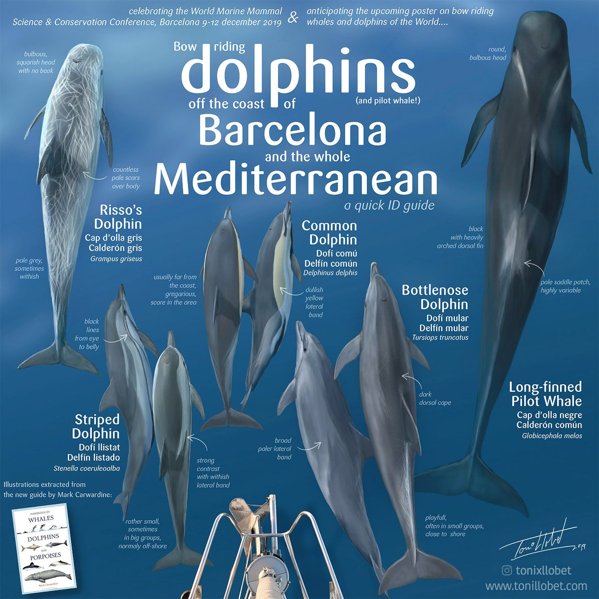 Celebrating #wmmc19 - <a href="/wmmc2019/">World Marine Mammal Conference</a> , World Marine Mammals Conference, starting today in #Barcelona. Hosted by <a href="/marinemammalogy/">Marine Mammalogy</a> and <a href="/EuroCetSoc/">European Cetacean Society</a>  , organized by <a href="/submon/">Surbt</a>  and <a href="/UniBarcelona/">Universitat de Barcelona</a> 
- my drawings from Handbook of Whales Dolphins and Porpoises <a href="/MarkCarwardine1/">Mark Carwardine</a>   -<a href="/BloomsburyP/">BloomsburyPublishing</a>
