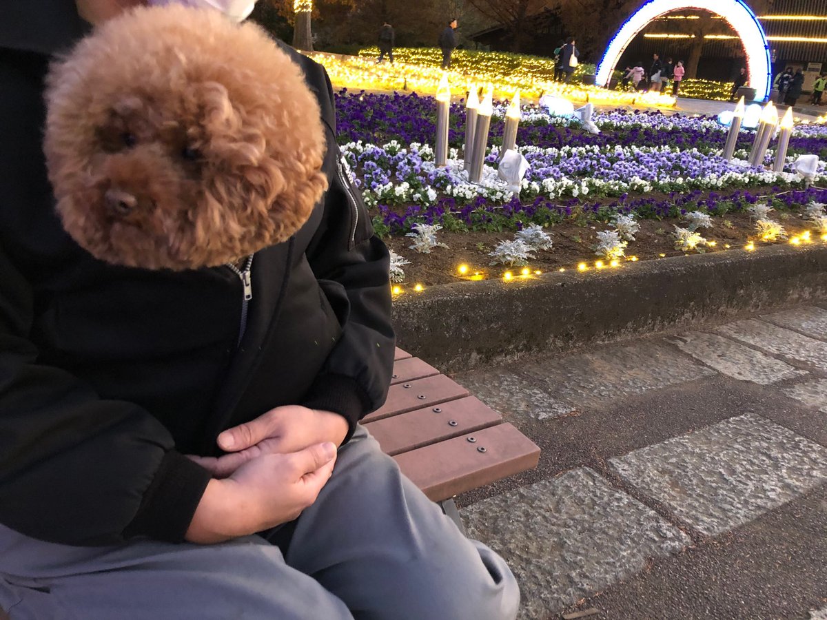 kecha0203's tweet photo. ケチャの休日😊
＃トイプードル 
#国営武蔵丘陵森林公園
#アフロ犬 https://t.co/NcabRGvs8Q