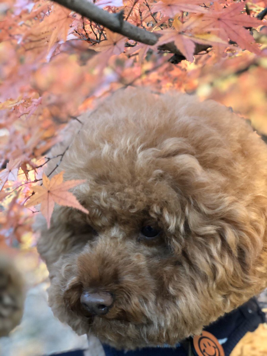 kecha0203's tweet photo. ケチャの休日😊
＃トイプードル 
#国営武蔵丘陵森林公園
#アフロ犬 https://t.co/NcabRGvs8Q