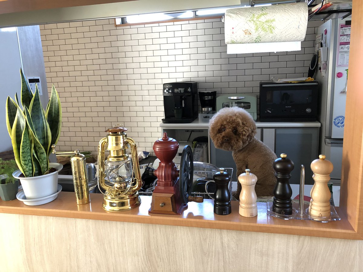 kecha0203's tweet photo. ケチャの休日😊
＃トイプードル 
#国営武蔵丘陵森林公園
#アフロ犬 https://t.co/NcabRGvs8Q