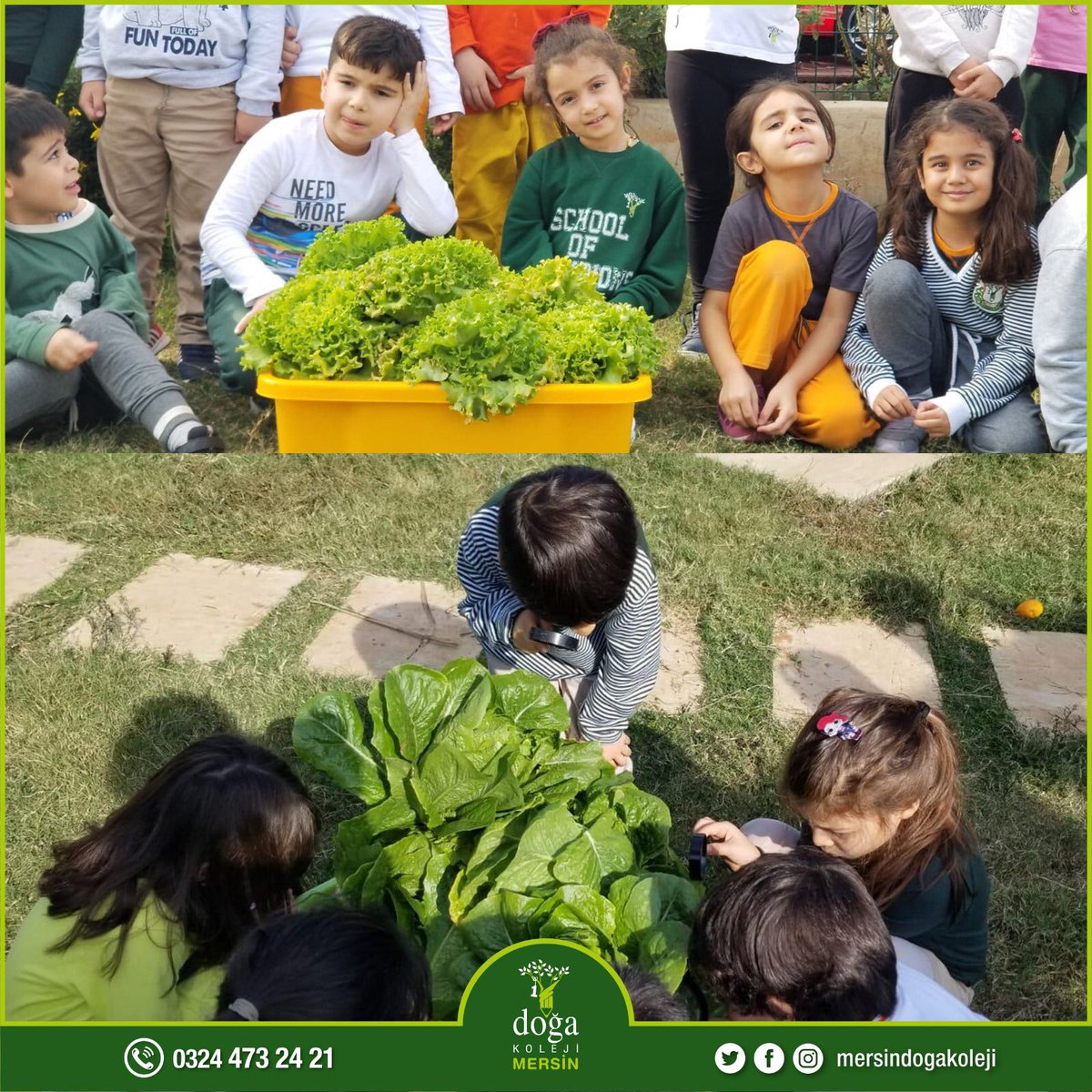 1. sınıf öğrencilerimiz Ekoloji dersinde uygulama bahçesinde özenle ve sevgiyle yetiştirdikleri kışlık sebzeleri toplayıp evlerine götürerek aileleriyle paylaşmanın mutluluğunu yaşadılar. #mersindogakoleji #hasatfestivali #ekolojidersi