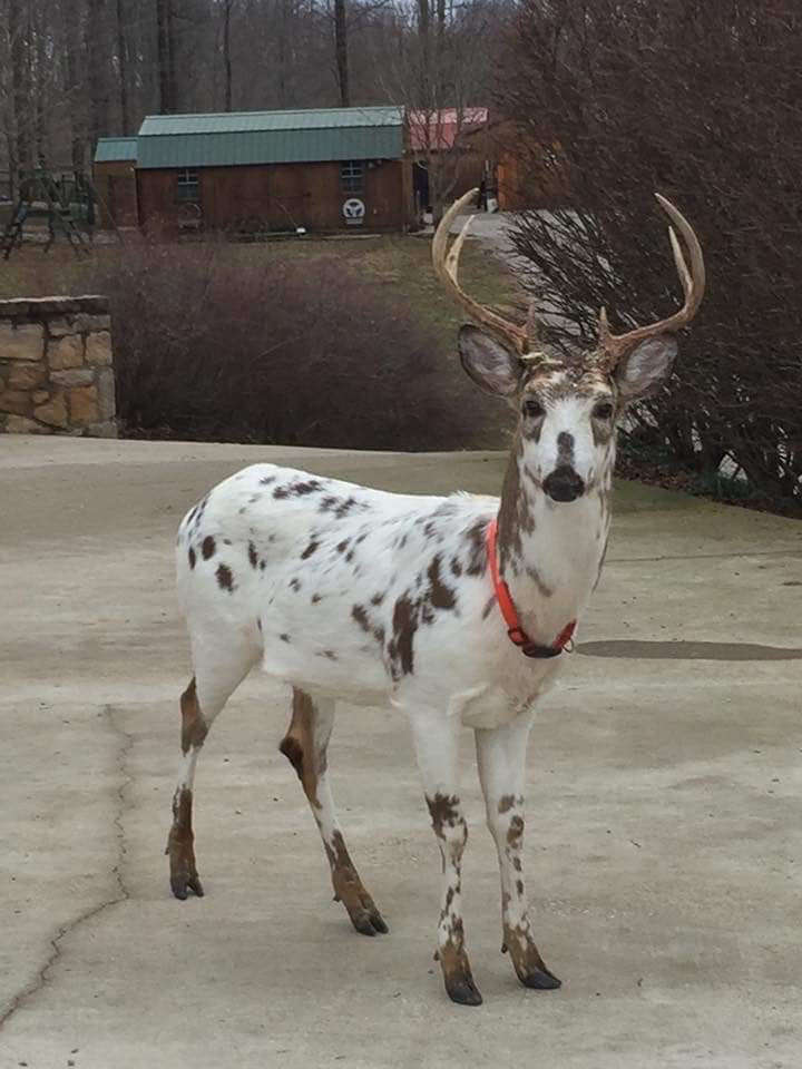 conservetheworl's tweet photo. These 'hunters' killed a neighbour's pet deer for a trophy. 

It was well known in the neighbourhood, had a collar and was friendly around people.

Yet it was selfishly killed to go on a wall and for a photo.

Trophy hunting needs to stop.

#justiceforskip #bantrophyhunting https://t.co/vCpbMUaITB
