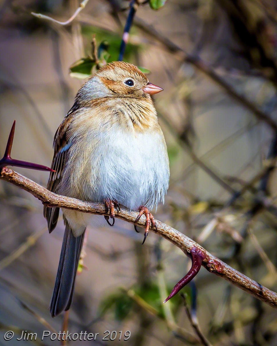 While most of the little brown jobs were on the ground looking for food on a cold day, this apparently well-fed Field Sparrow took to the branches. I was happy to catch him in good light as he puffed out a bit to stay warm. I like the tiny details in this shot.  #birds #wildlife