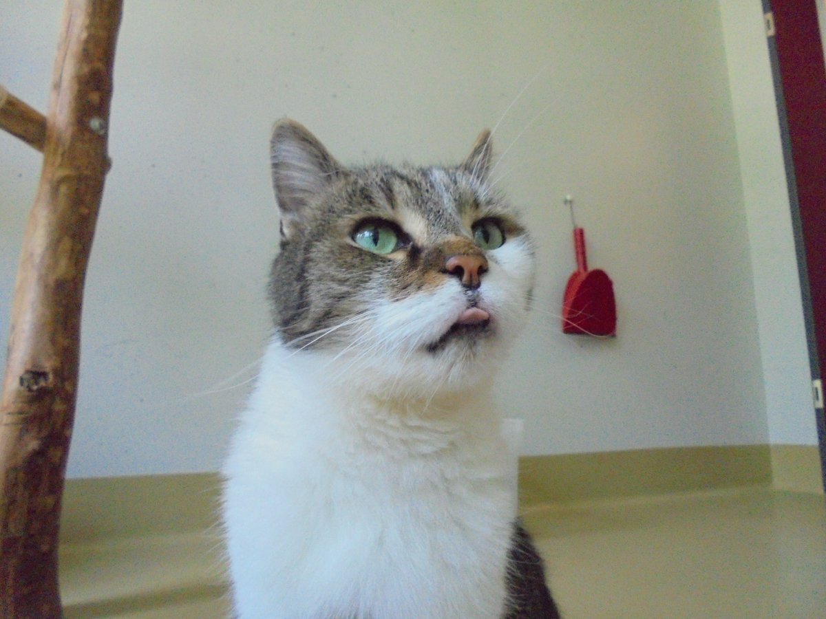 Guten Morgen mit
Filou, Pflegeplatz. #Katzen