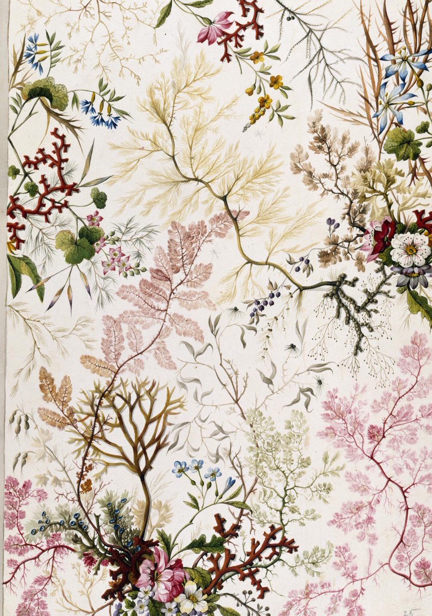 DrRosalindWhite's tweet photo. William Kilburn (1745-1818) was a botanical illustrator &amp; calico printer esp. known for textile designs that drew from his knowledge of algology, conchology &amp; botany. His fabric depicted submarine scenes that incorporated shells, coral &amp; seaweed. (Petition to remake this fabric!) https://t.co/0IWfk9MWE1