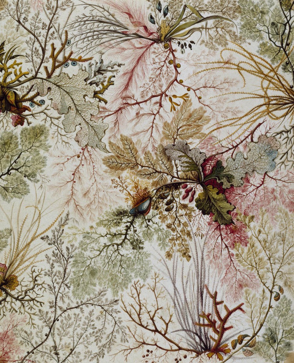 William Kilburn (1745-1818) was a botanical illustrator &amp; calico printer esp. known for textile designs that drew from his knowledge of algology, conchology &amp; botany. His fabric depicted submarine scenes that incorporated shells, coral &amp; seaweed. (Petition to remake this fabric!)