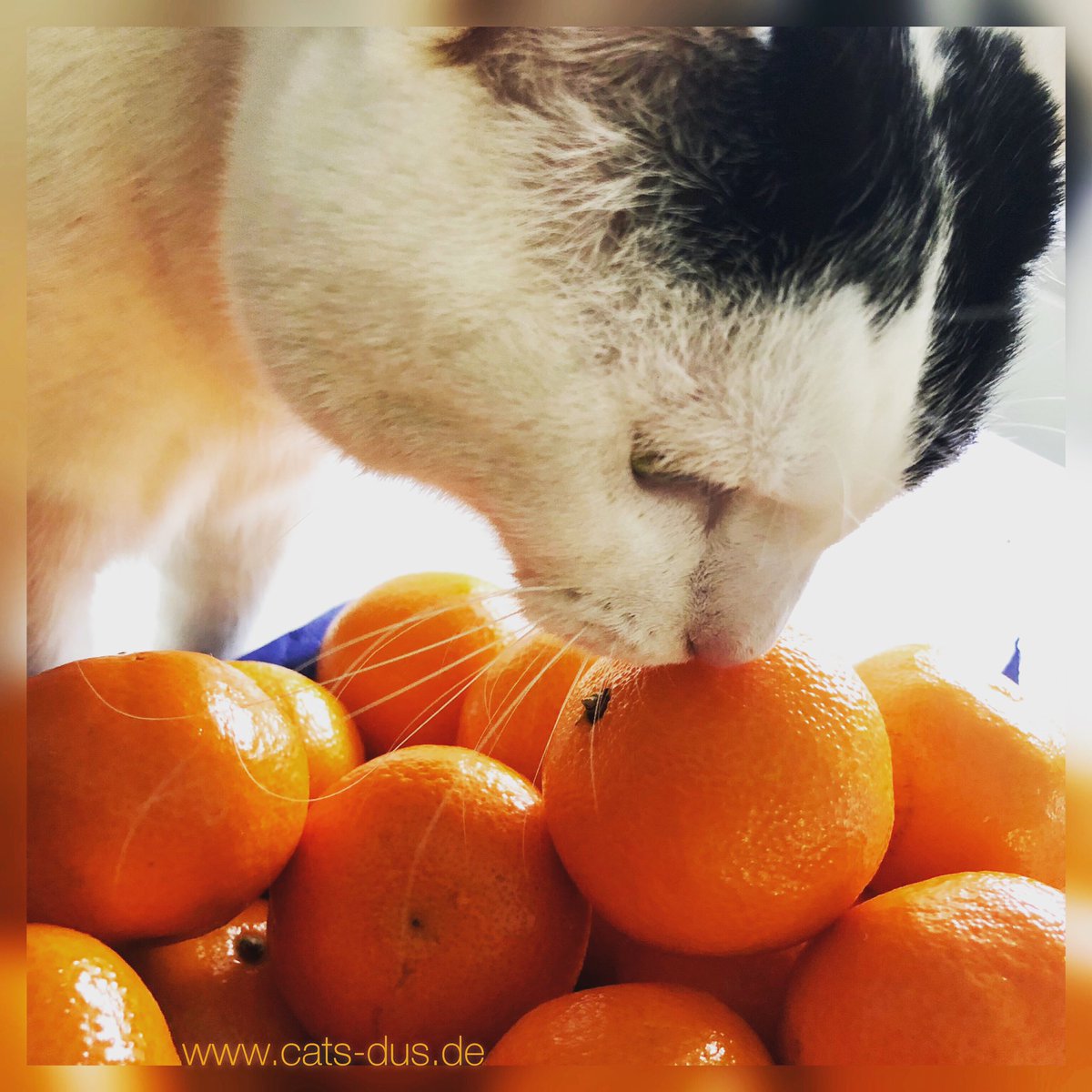 Hashtag Cutecat Auf Twitter