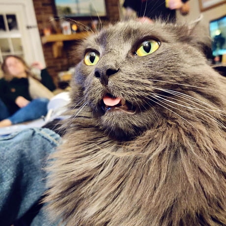 yourself_fun's tweet photo. Selfie 😁🐱🐈
#memes #funny #funnymemes  #funnycats  #lol #gofunyourself  #meme #memesdaily #spicymemes  #memess  #memez #comedy  #cat #humor #triggeredmemes  #edgymemes #cute  #cutecats #catlovers #catsagram #catloversclub #meow #cats_of_world  #kittens #kitty  #kittycat https://t.co/aRGdvCqBba