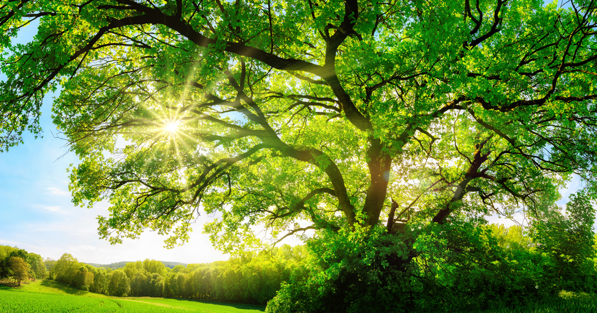 Our environmental policy includes
🍃 Using systems that do not impact the environment!
🍃 Monitoring our environmental impact! 
🍃 Ensuring that any unavoidable activity is checked regularly for any improvements! 

What’s your eco-policy? Let us know! ⤵️ ow.ly/jA0y30pURH8