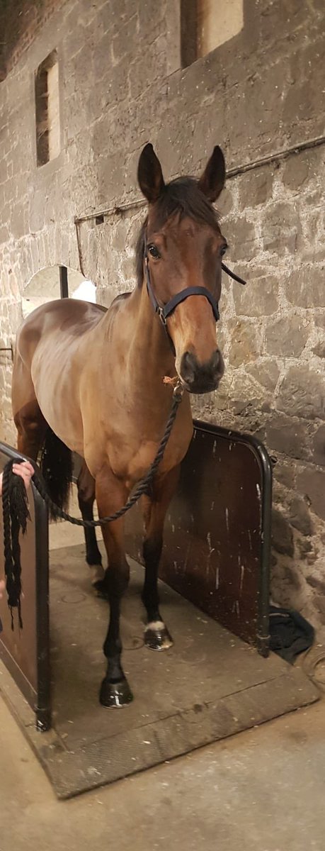 ThoroughbrdTale's tweet photo. More from the gallops tomorrow.. But  as this is going on yesterday’s runners from Kelso are being given their second check of the morning. Now they are all weighed post race,  clay is washed off, given a good walk in hand and enjoy a nice pick of grass. #weighedinweighedin https://t.co/JjEWgl9qIZ