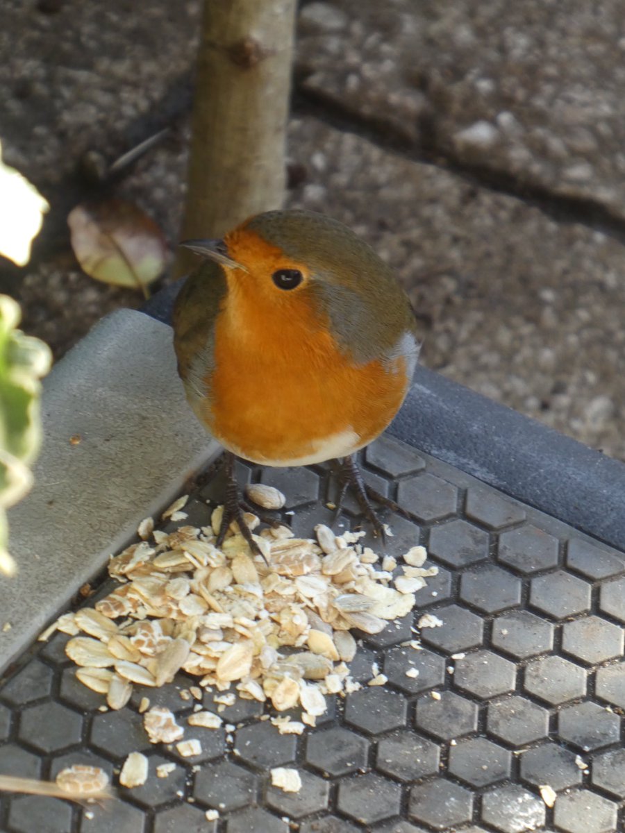 @LewisOuting @Natures_Voice @Britanniacomms @HarmonyMindBody @PhotographyWx @naturearises @worthSeeingPic @_BTO @BirdwatchExtra @BirdLife_News @BirdWatchingMag @BTO_GBW @GardenWildR @Britnatureguide Great photos! This little guy has been sharing my muesli for the past month!