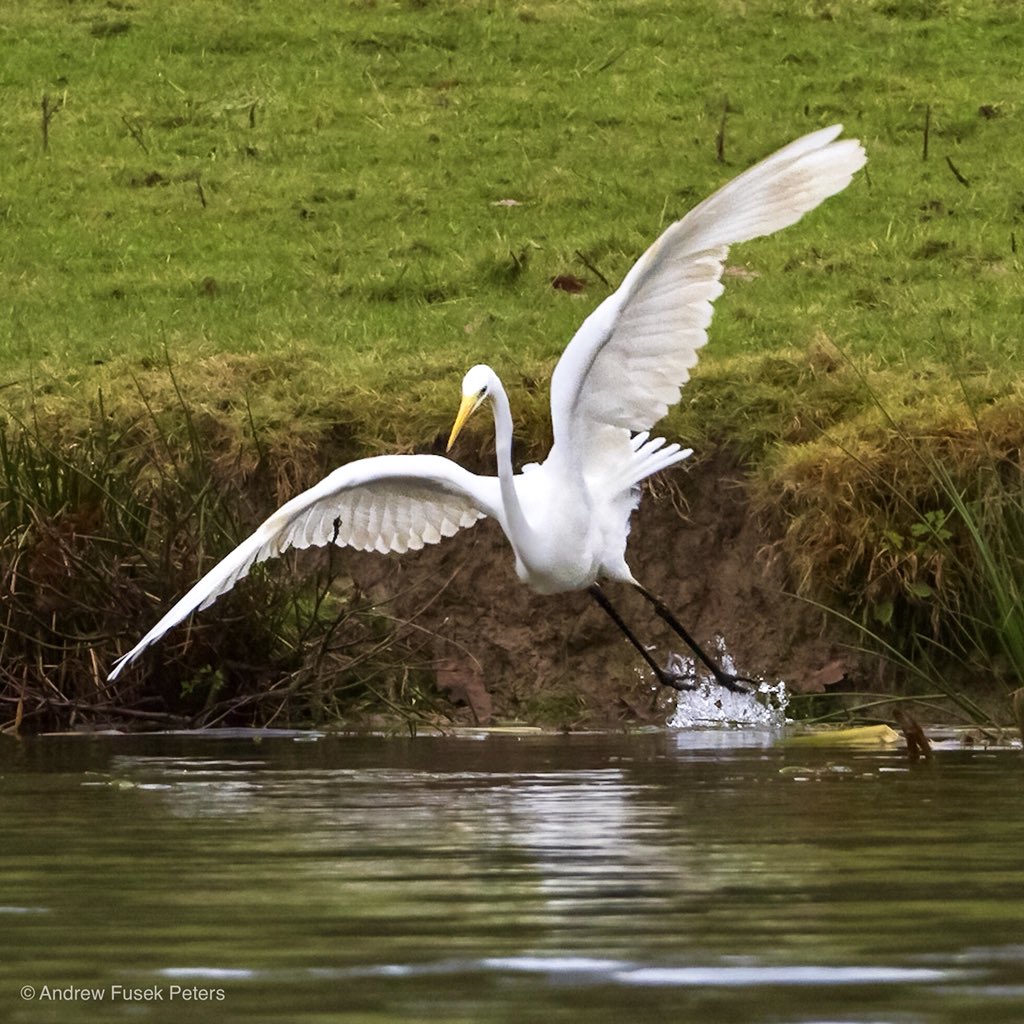 2peters's tweet photo. The great white egret has returned to our area. What a fabulous bird! #appicoftheweek #digitalcameraPOTD #bbcwildlifepotd @BBCCountryfile @Countrymaned @cpre @WPPmagazine @MarkAvery @SteB777 https://t.co/yHrv8pkZVy