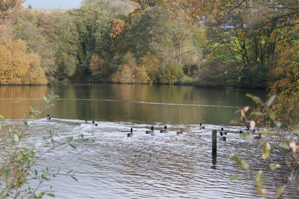 ONEmagdevon's tweet photo. Our December walk is here!
This month we are taking you on the Shobrooke Circular Walk. Discover the tranquil ponds at Shobrooke Park before enjoying riverside relaxation and stunning views across the rolling Mid Devon countryside.
#newwalk #devonwalk #devonuk #onemagwalk https://t.co/Rij2Qkjd2z