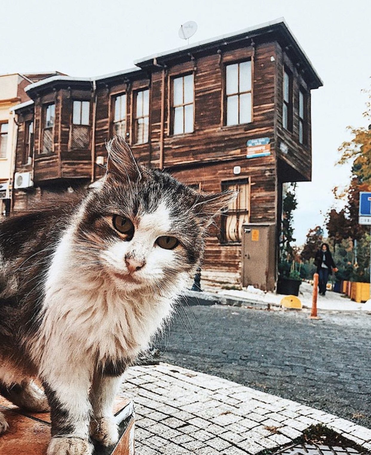 Город кошек