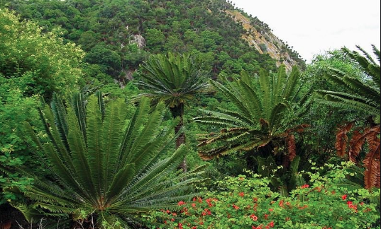 Tendaijoe's tweet photo. @Limpopoecon @golimpopo #KnowYourSA Modjadji Cycad: The cycad forest near Modjadjikloof, protected by Queen Modjadji, the Rain Queen and her people, is the largest growth of cycads in the world. At 13 metres, the cycads are also the world's tallest. https://t.co/S7rwOL27XK