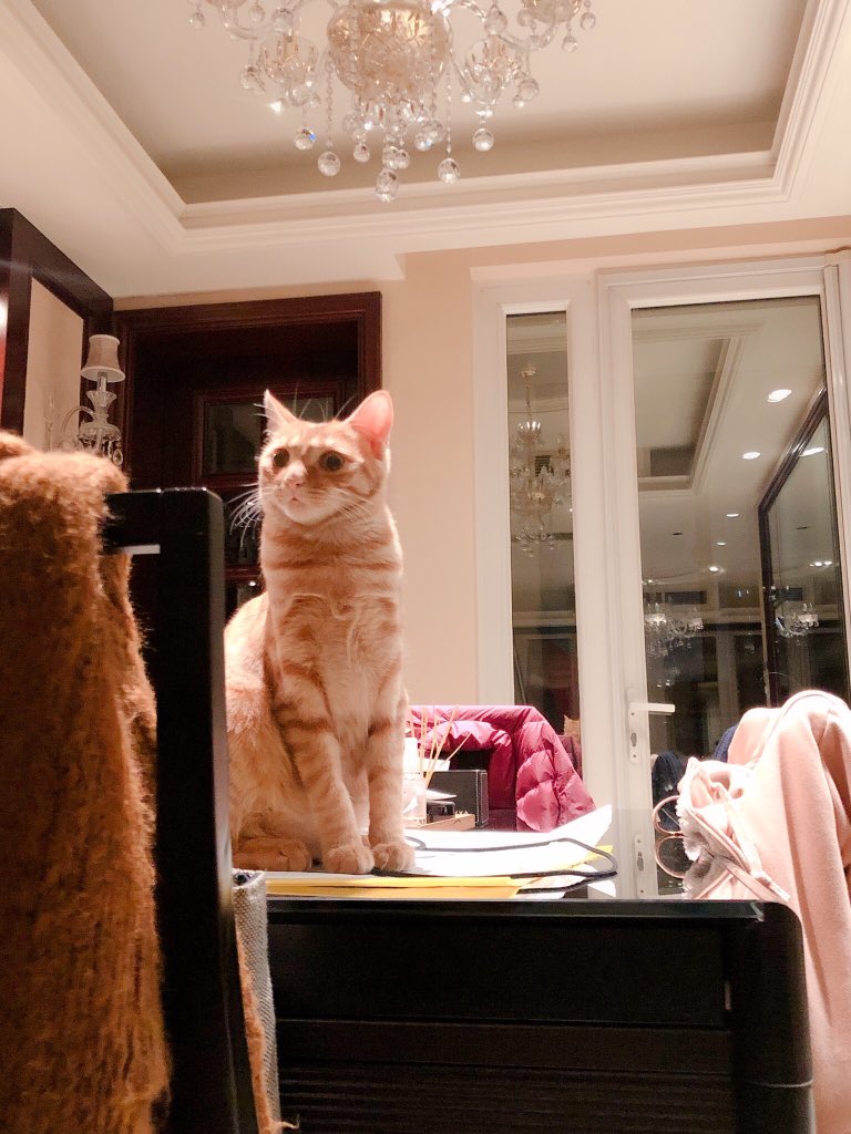 yuukiumi's tweet photo. I’m getting 8 months old and weights 4 kilograms! 
There are actually signs that I’m becoming a 🦁! #AdoptDontShop #meownday #cat #cats #gingercat #cute https://t.co/S8qJv2o2KR