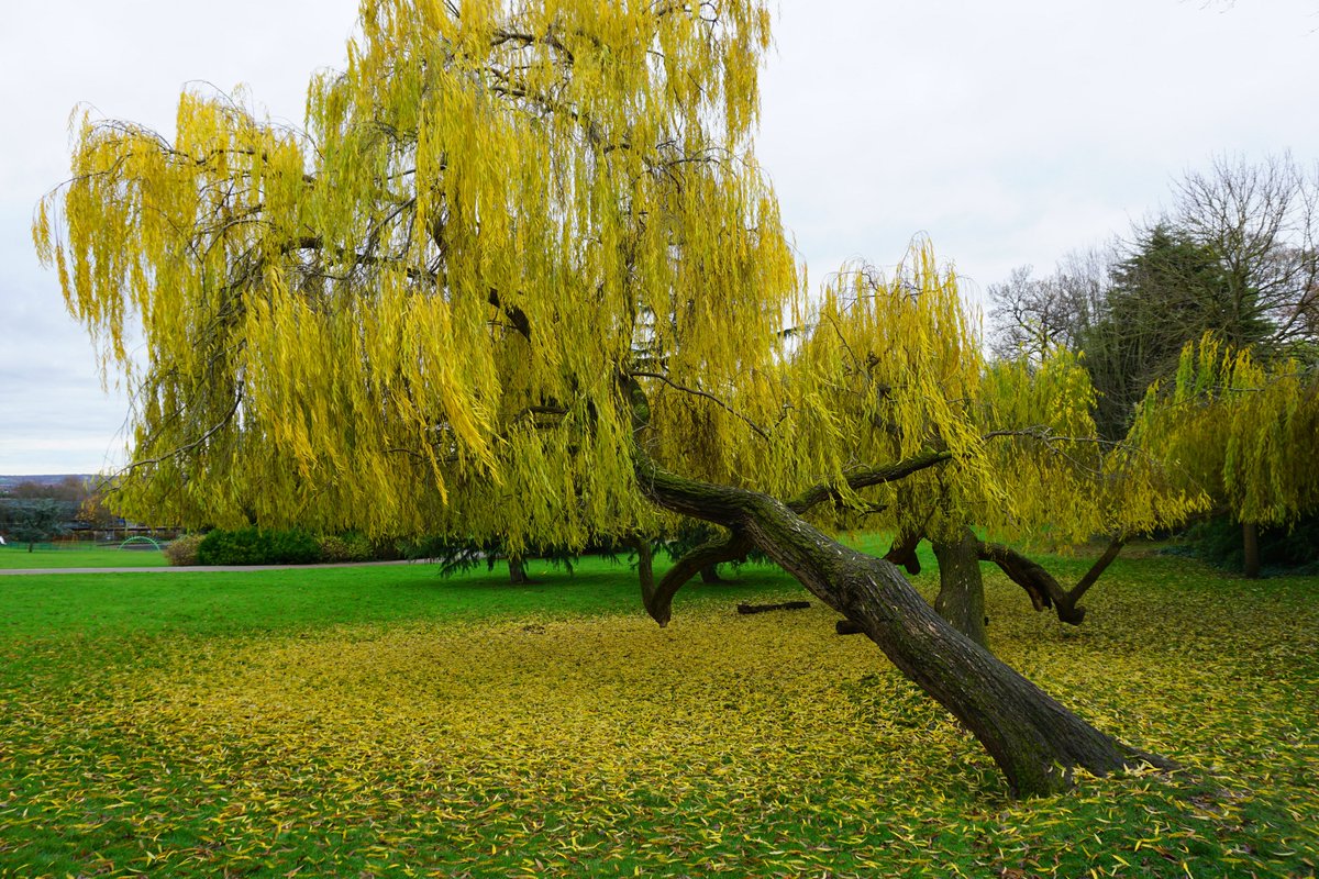 tranquilcityapp's tweet photo. When the late autumn turns into winter without you even realising it. Some truly beautiful trees in Sydenham Wells Park, one’s that make you take a step back and appreciate them.
#tranquilcity #tranquilcitylondon #mentalhealthmatters #practicalmindfulness #takenotice https://t.co/uPqTYTVe2M