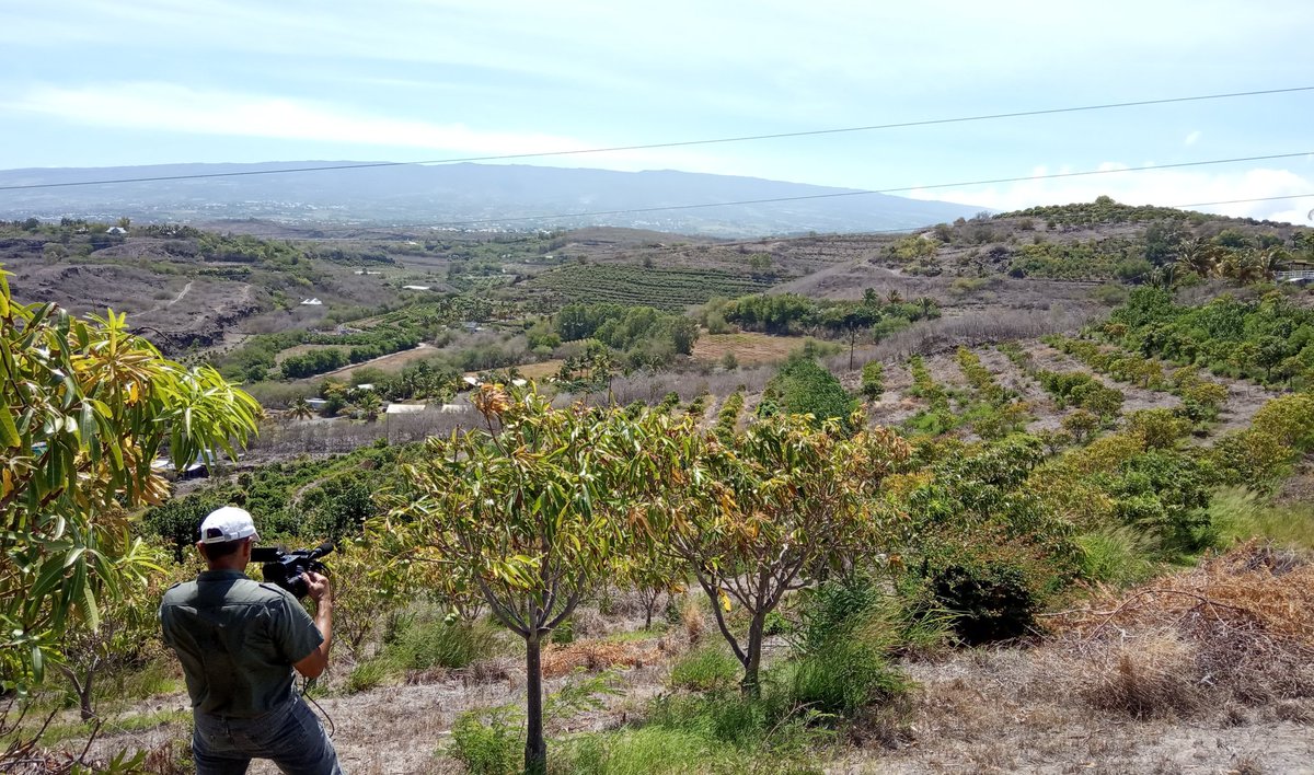 RachelArmeflhor's tweet photo. Ce matin avait lieu le tournage du film qui sera diffusé au Colloque National DEPHY Cultures Spécialisées qui se tiendra à  @terrabotanica le 16/01/2020 en marge du @SIVAL_ANGERS. L'occasion de présenter les démarches vertueuses de l'agriculture réunionnaise https://t.co/vJx6Qhj1NK
