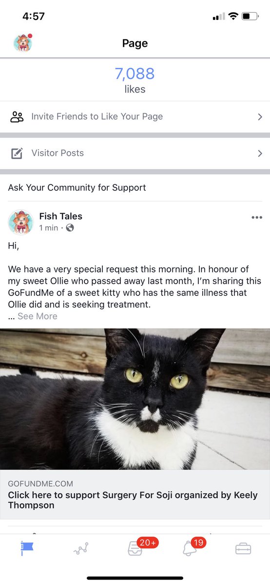 PinotPickles's tweet photo. @Katie_Masters29 I also shared on my cat’s Facebook page, lots of cat lovers there. Hopefully it can get you a donation or two... I wish I could do more, however Ollie’s passing was quite expensive. 😔 https://t.co/1FRmHnMREw
