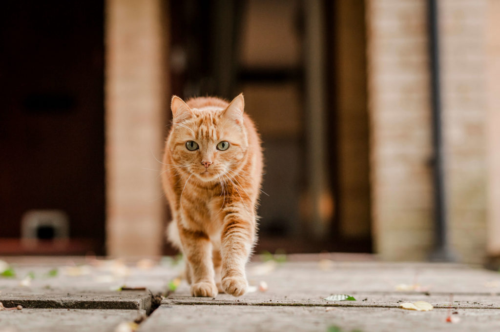 PNurturing's tweet photo. Know The Facts When Cats Go Missing!
When a cat hasn’t returned home, many people wonder how to find a lost cat. Though there are several techniques, a few may prove more effective than others.
What To Do? https://t.co/K7bSe8r2JK
#catlost #missingcat #cutecats #PetsNurturing https://t.co/m3RMoH3tU4
