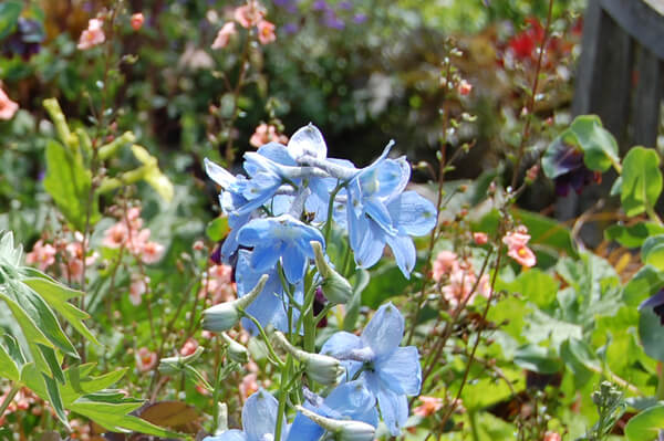 チタニク ベラドンナ系デルフィニウム 花言葉 移り気 長い茎の先に青やピンクの花 を穂状につける姿は優美で 中でも一重のベラドンナ系は上品で軽やかなイメージを持っています ということです