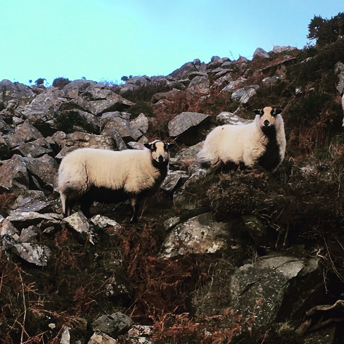 VSSufficiency's tweet photo. Posing for the camera #badgerface #badgerfacesheep #torddu https://t.co/9g2ahhfZ5Q