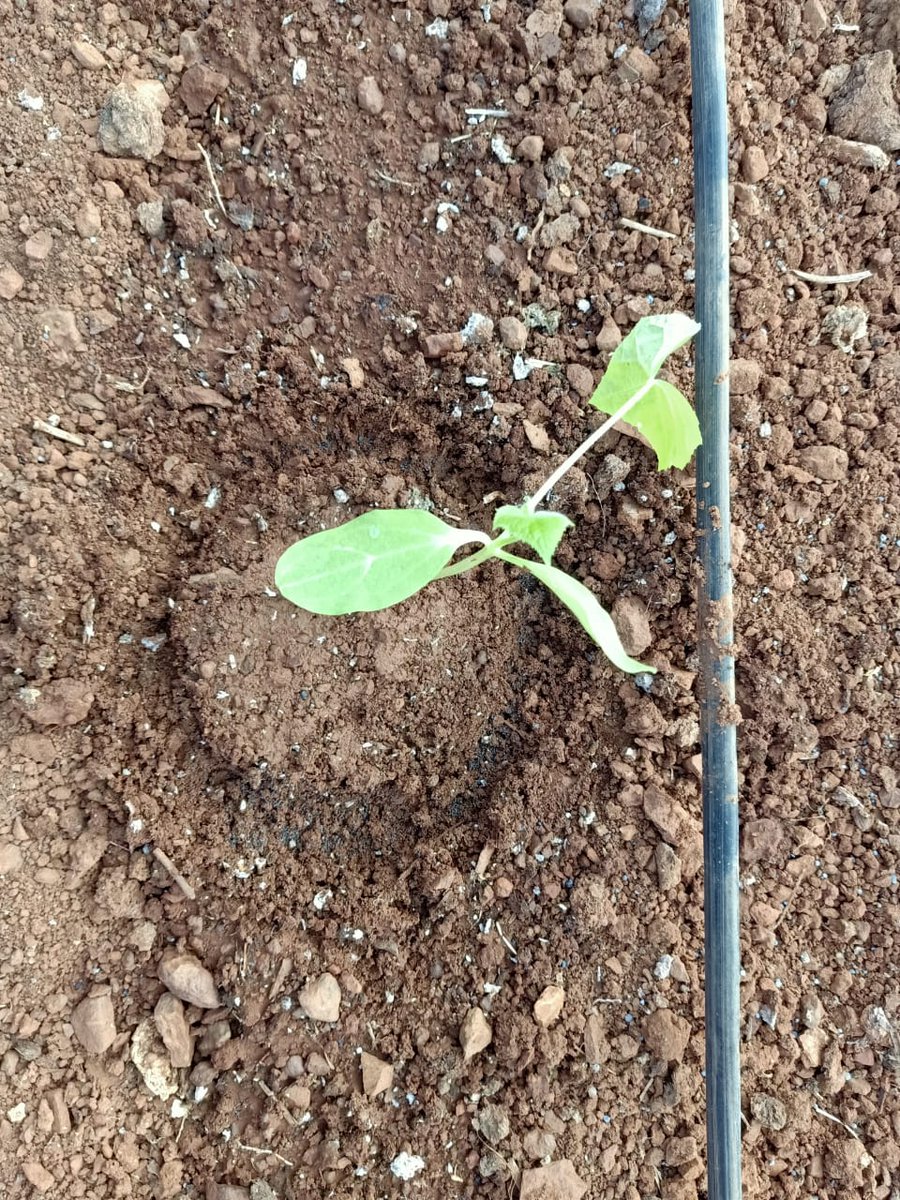 Brihamadev_emb's tweet image. ६ दिसंबर २०१९: 🇮🇳🇮🇱 सब्जी उत्कृष्ट्ता केंद्र #IIAP,धारवाड़ कर्नाटक में सूत्रकृमि नियंत्रण के लिए खीरे की इजराइली एवं भारतीय किस्मों पर प्रदर्शन की शुरुआत की।🙏श्रीकांत जी #adama, सिद्दार्थ जी #HAZERA, अब्दुल्ला जी, के. बी. डूंडी जी आपके सहयोग के लिए। @DanAlluf @IsraelinIndia