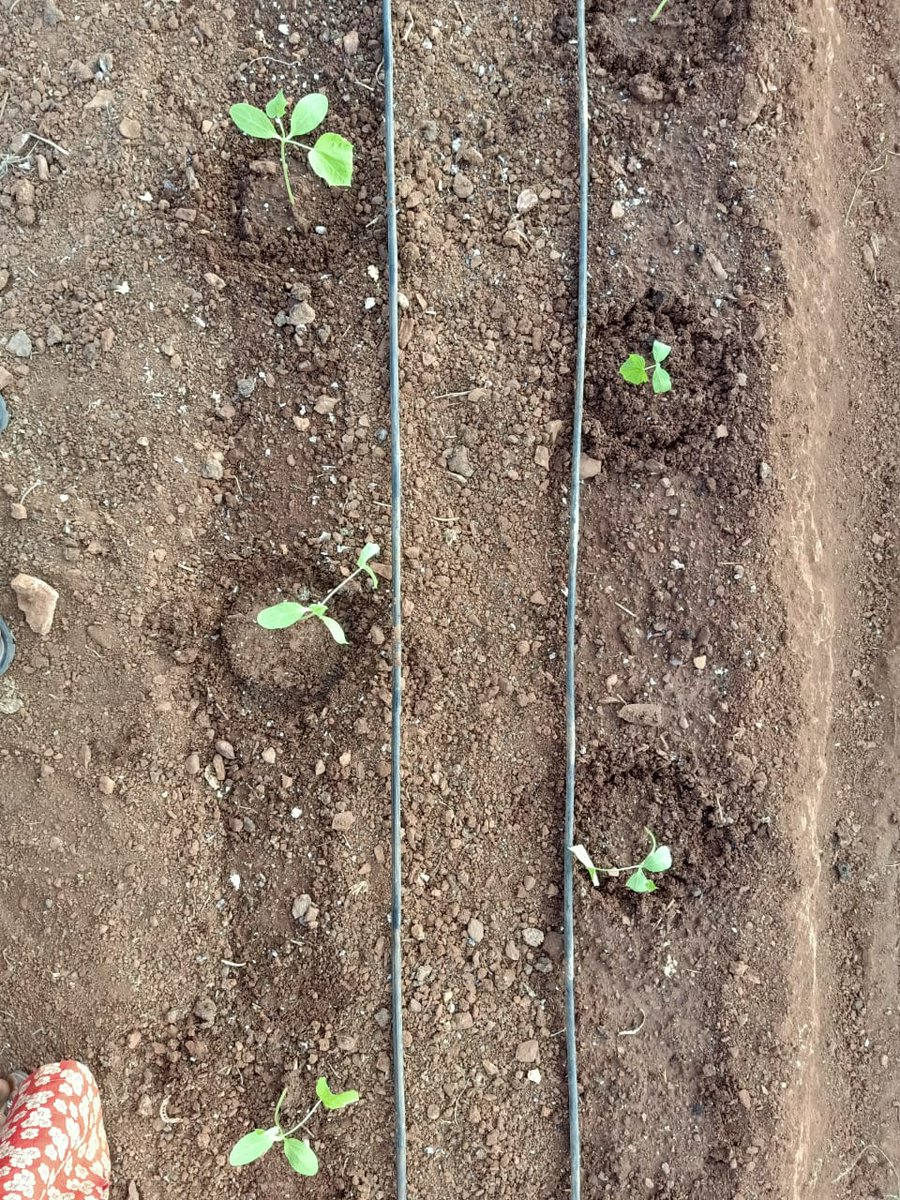 Brihamadev_emb's tweet image. ६ दिसंबर २०१९: 🇮🇳🇮🇱 सब्जी उत्कृष्ट्ता केंद्र #IIAP,धारवाड़ कर्नाटक में सूत्रकृमि नियंत्रण के लिए खीरे की इजराइली एवं भारतीय किस्मों पर प्रदर्शन की शुरुआत की।🙏श्रीकांत जी #adama, सिद्दार्थ जी #HAZERA, अब्दुल्ला जी, के. बी. डूंडी जी आपके सहयोग के लिए। @DanAlluf @IsraelinIndia