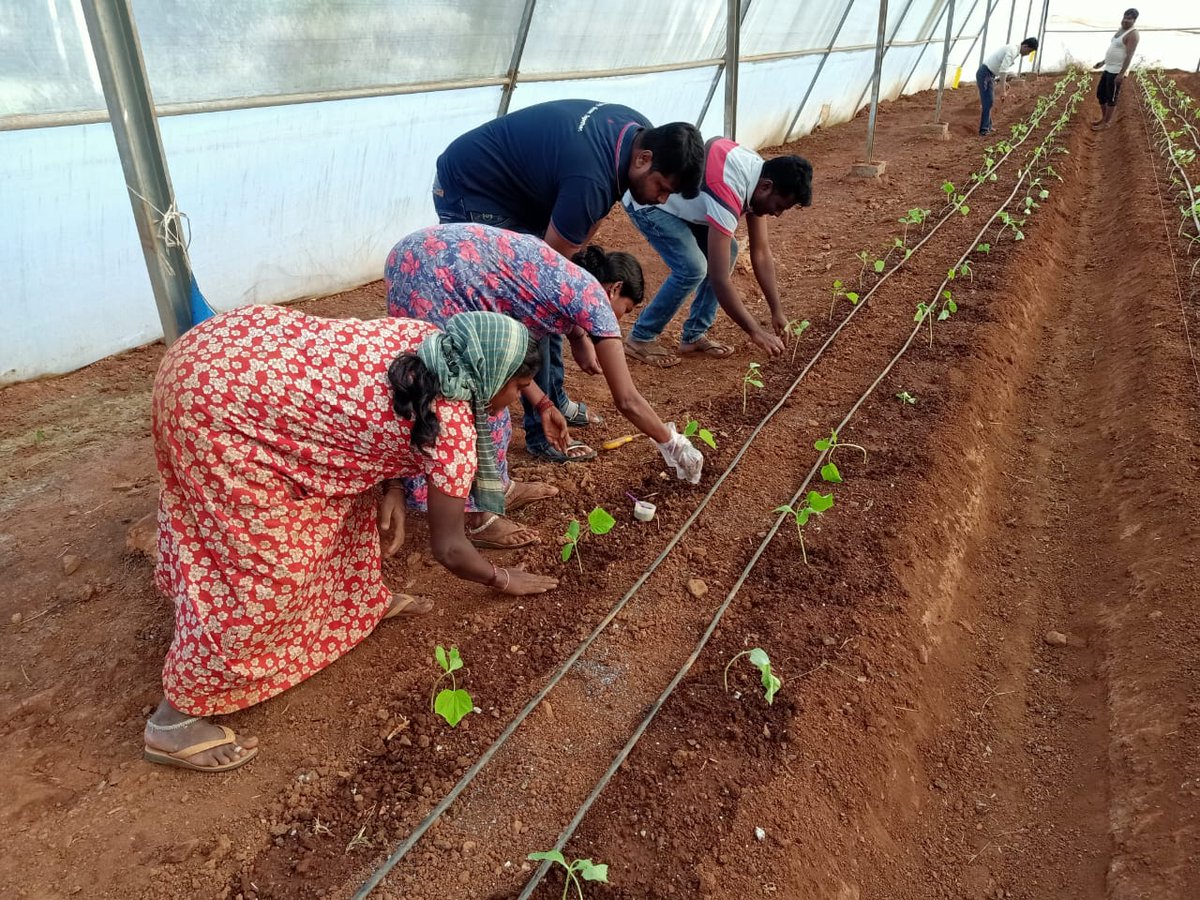 Brihamadev_emb's tweet image. ६ दिसंबर २०१९: 🇮🇳🇮🇱 सब्जी उत्कृष्ट्ता केंद्र #IIAP,धारवाड़ कर्नाटक में सूत्रकृमि नियंत्रण के लिए खीरे की इजराइली एवं भारतीय किस्मों पर प्रदर्शन की शुरुआत की।🙏श्रीकांत जी #adama, सिद्दार्थ जी #HAZERA, अब्दुल्ला जी, के. बी. डूंडी जी आपके सहयोग के लिए। @DanAlluf @IsraelinIndia