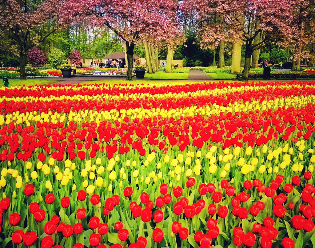 ExploreTactics's tweet image. 📌Netherlands 🇳🇱 Keukenhof Garden 🌷one of the world's largest flower garden