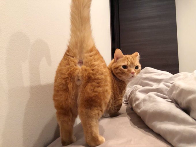 鬼滅の刃 でおなじみの声優 花江夏樹さんが猫の画像に 尻の呼吸 とツイート 鬼頭明里さんが 爆ケツ と返信し反響 ガジェット通信 Getnews