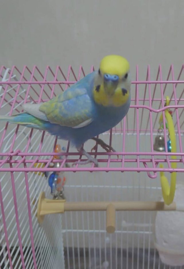セキセイインコが迷子になってしまいました

色は青と黄色、少しだけ喋ります
小柄で、とても人懐っこいです
見かけた方、保護してくださっている方いましたら連絡ください🙇‍♂️

#迷子 #インコ #鳥 #拡散希望 https://t.co/QqWkB8jsff