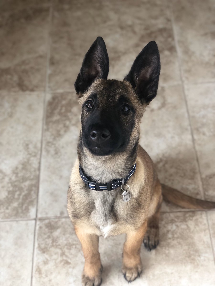 Penny Muscutt 🐕🐊 tweet media