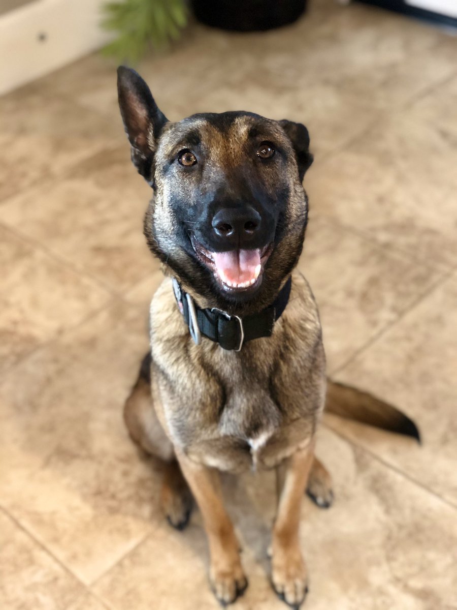 Penny Muscutt 🐕🐊 tweet media