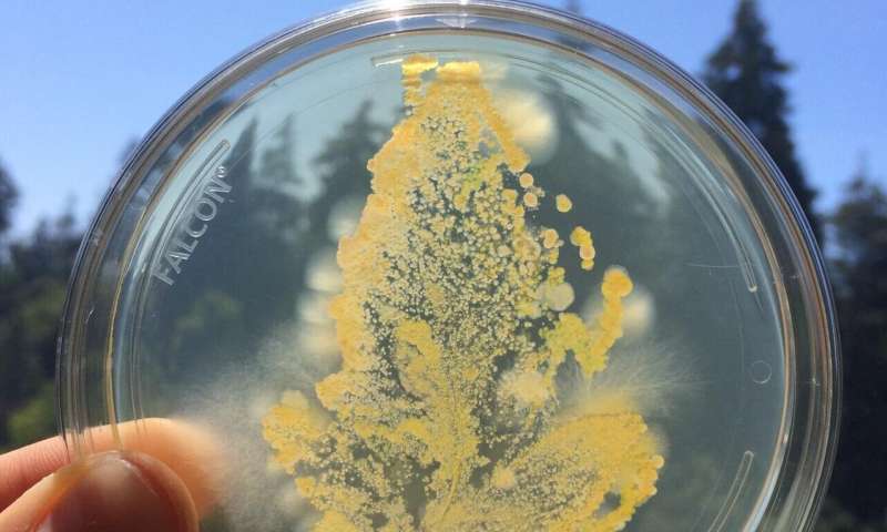 Munagropecuario's tweet image. ¿Cómo se cultiva un microbioma vegetal saludable? - mundoagropecuario.com/como-se-cultiv… Vía @Munagropecuario