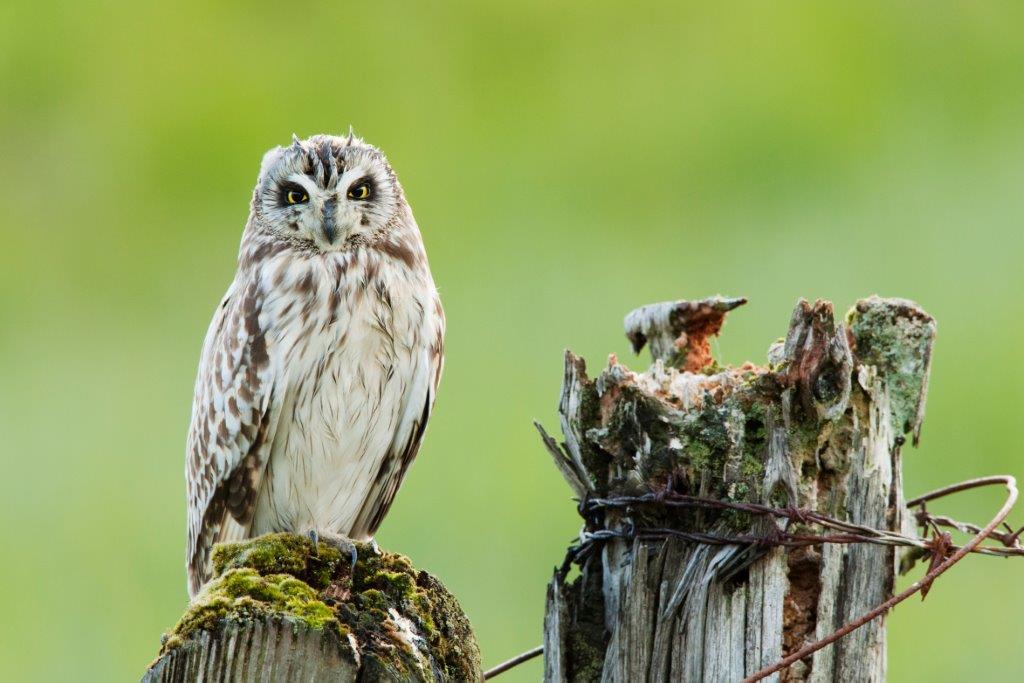 Spotted or heard an owl in Niddderdale AONB? Tell us! We're collecting data on barn, tawny, little and short-eared owls. Email your sighting, grid ref and date to info@thewildwatch.org.uk or tag #tweettwho