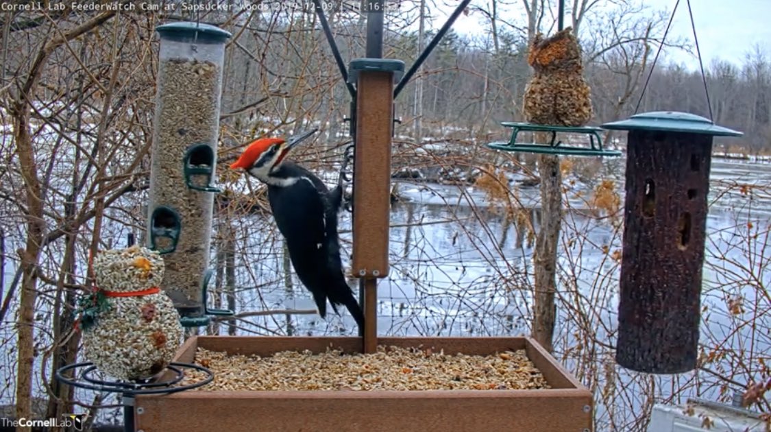 Birdfeedercam Hashtag On Twitter