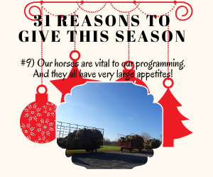 ICANTERFarm's tweet photo. Our Helping Horseshoes Pledge drive is in full swing!  are giving you 31 reasons on why I CAN-T.E.R. should be your charity of choice!
#9) Our horses are vital to our programming. And they all have very large appetites!
#hayisforhorses #wellnessprogramming  #donatenow #giveback https://t.co/UED1w2V0sC