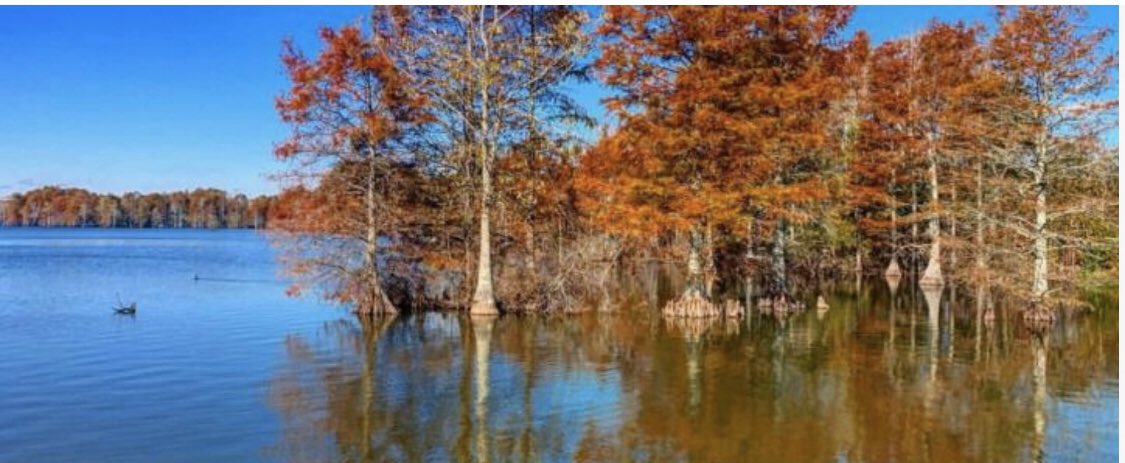 Explorez nos cinq meilleures pistes de randonnées pédestres en plein air pour cet automne. visitvirginiabeach.com/blog/post/best…