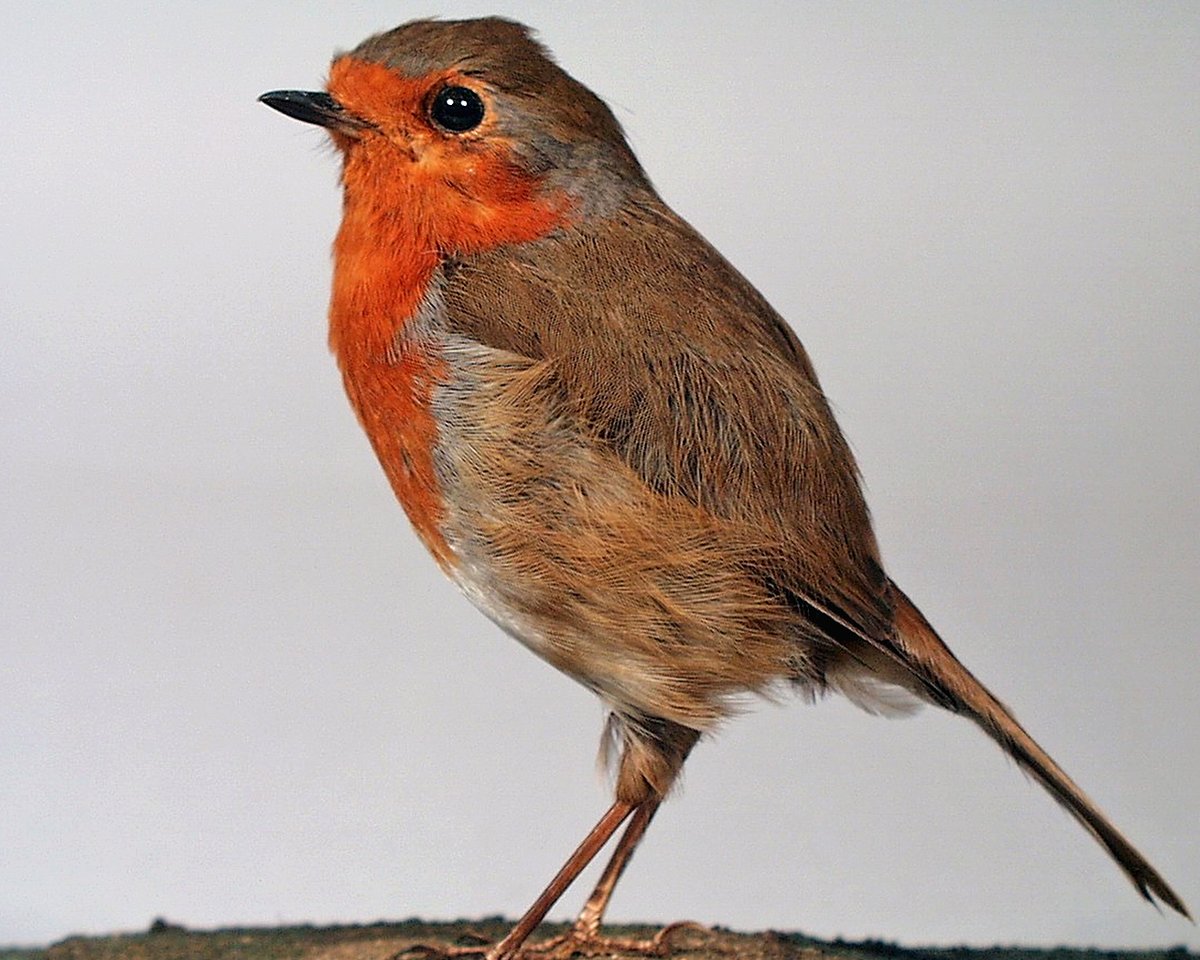 readingmuseum's tweet photo. There's an old saying: 'robins appear when loved ones are near'. Keep an eye out for both! ๐๐ถ
(#RMStore, #InRdg) https://t.co/6iZOvjXqlx