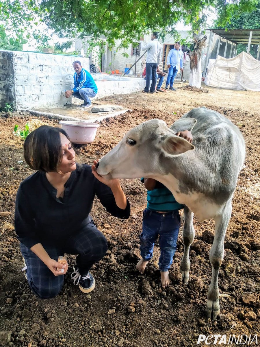 PetaIndia's tweet photo. गाय से प्यार करो, उन्हें खाओ नही। https://t.co/ybvSjdaqBb