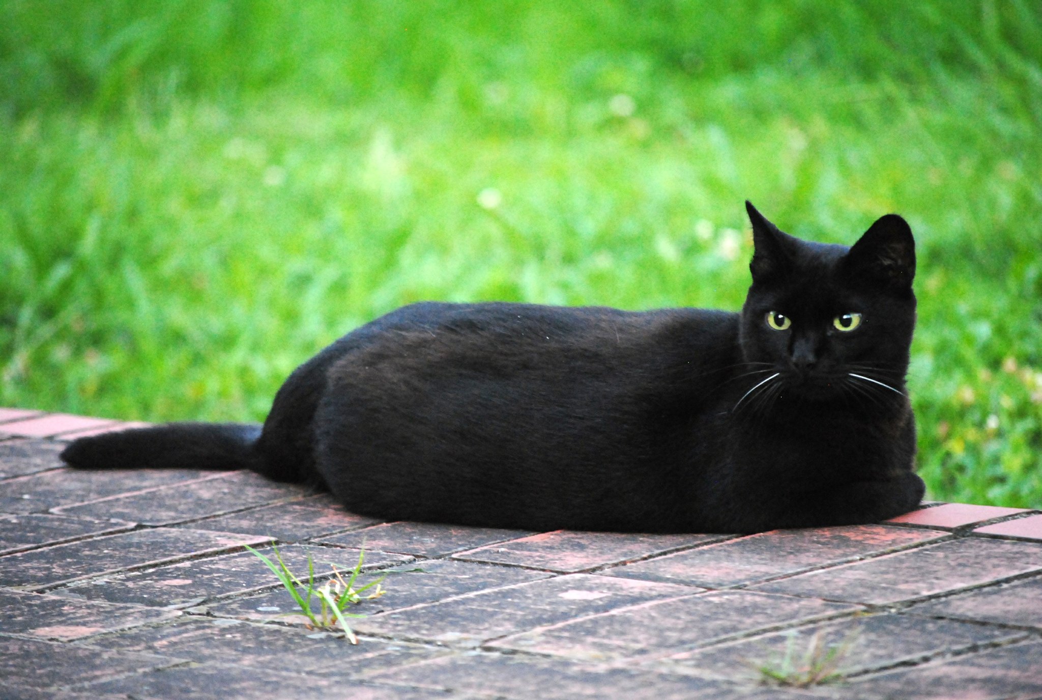 黒猫祭り Twitter Search Twitter