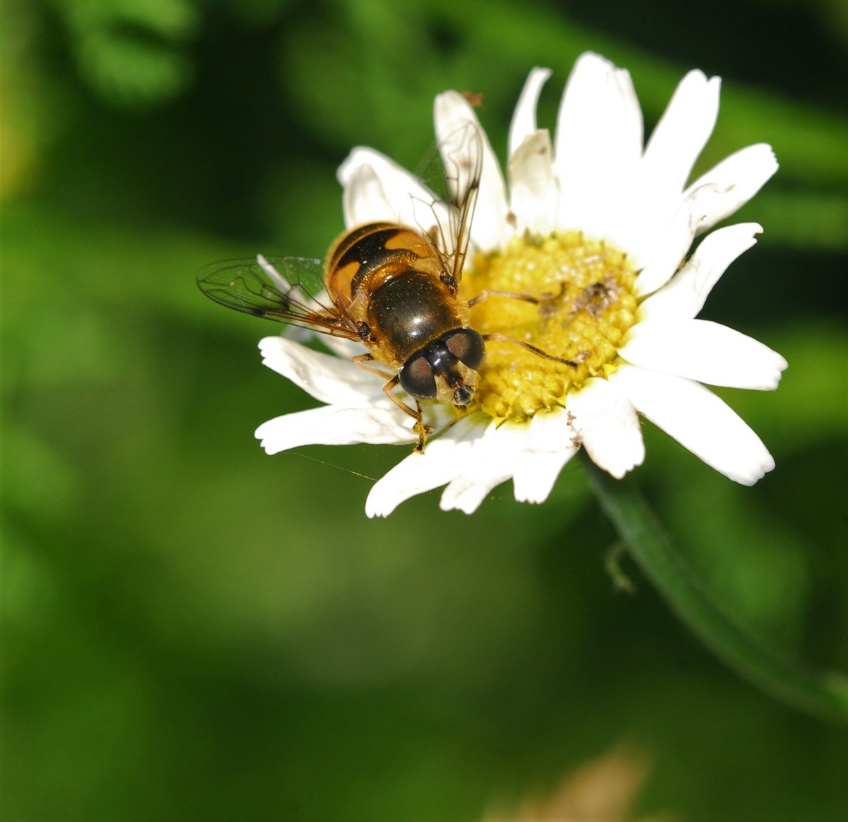 It's the perfect time of year to think about how you can improve your garden, school grounds or any outdoor space to make it better for wildlife. Here are some great tips to get you started, looking at what to plant to support invertebrates: bbc.in/2P4NCja @NorthPennAONB