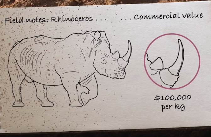 For the Early Learner's Classes we build documentaries and slide shows which tell the truth about what is happening to #wildlife worldwide.  We also give them hope by explaining solutions.

These kids, as young as 6, take it in, they nod their heads in determination.

#education