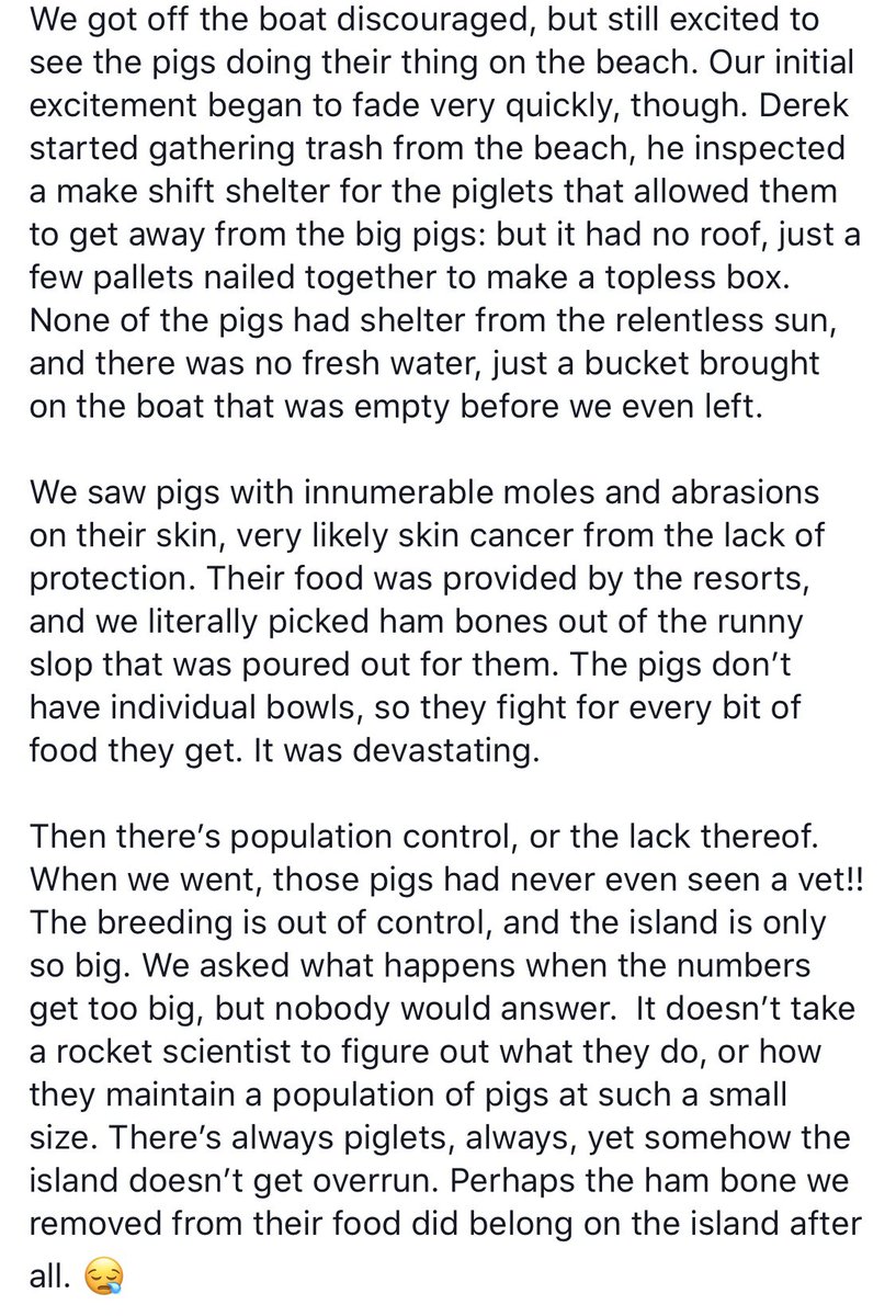 EstherThePig's tweet photo. It was the trip of a lifetime, until we got there. #SwimmingPigs https://t.co/HqLBEnq4Ii https://t.co/Q6SrQO9anH
