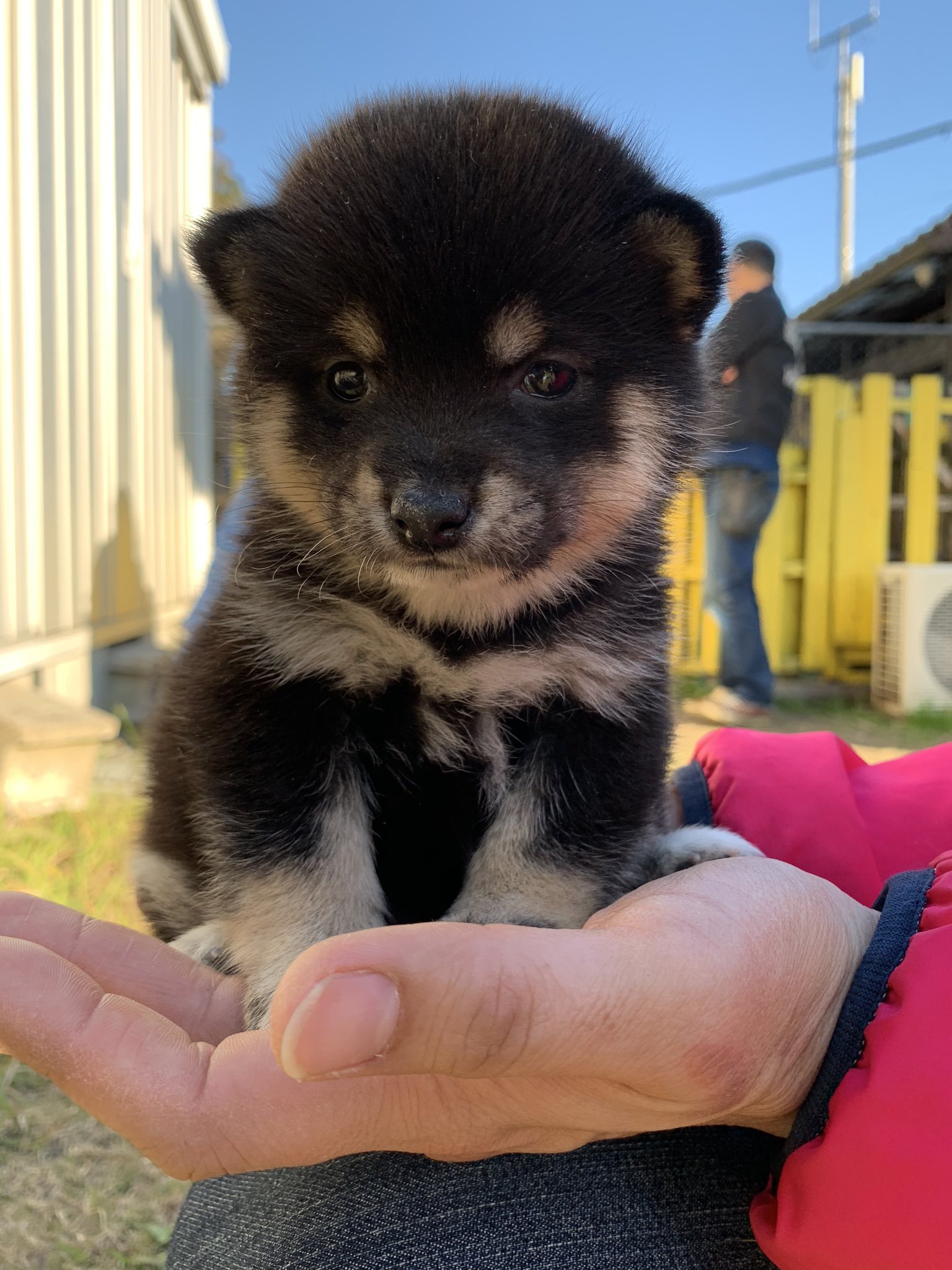 ひーちゃん 手乗り柴 豆柴 豆柴ブリーダー 九州 鹿児島県 薩摩日登美犬舎 豆柴子犬 黒豆柴 T Co Seiup7fbp5 Twitter
