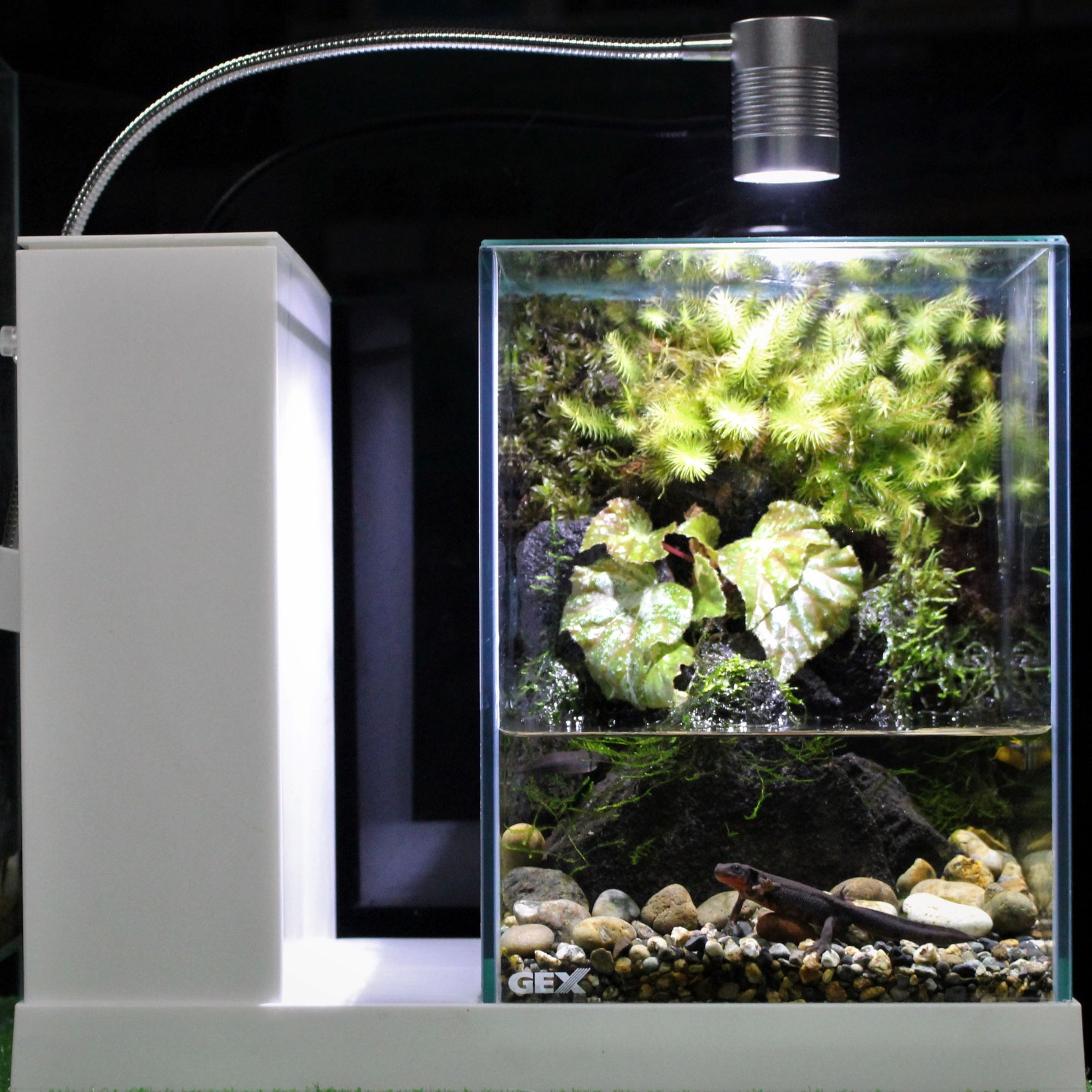 値段交渉可　美品　ＡＱＵＡ－Ｕ ＷＩＤＥ(アクアユーワイド)ブラック　GEX お洒落な傑作水槽の新モデル、AQUA-U WIDEをレビュー