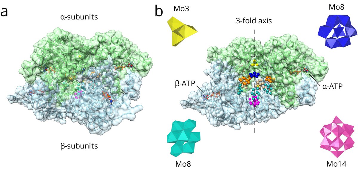 #Structure of #molybdenum storage #protein 'MoSto' in Azotobacter vinelandii, a #gramnegative #Nitrogen-fixing #bacterium with polyoxomolybdate clusters by which up to 130 Mo are deposited in a compact manner. #heavyMetals  #traceElement #MembraneProtein:doi.org/10.1073/pnas.1…