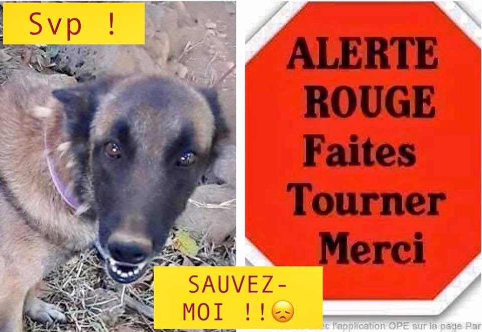 lorinepani's tweet photo. ⚠️ TWITTER J’AI BESOIN DE TOI ⚠️
Je demande un maximum de RT svp❗️

🚨 ALERTE ROUGE POUR JEYKA 🚨

  💉💉 Euthanasie prévue 💉💉
         😱 LE 13 DÉCEMBRE 😱

🆘 BESOIN EXTRÊME URGENCE ASSOCIATION ➕ F.A 🙏🙏 https://t.co/XXEFbZRCmp